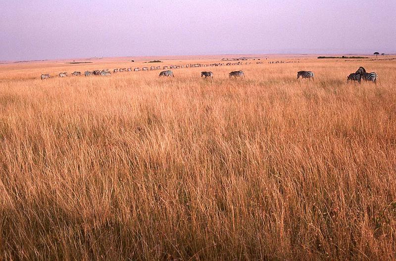 WT 1400 199-25 Kenya.jpg
